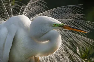 USA, Florida, St. Augustine. Great egret close-up USA, Florida, St. Augustine. Great egret close-up