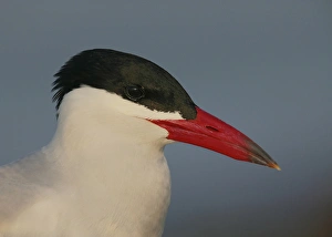 USA, Florida, St. Petersburg, Fort DeSoto Park. Side portrait of a Caspian terns head USA, Florida, St. Petersburg, Fort DeSoto Park. Side portrait of a Caspian terns head
