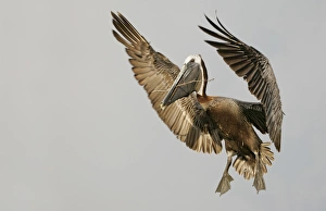 USA, Florida, Tierra Verde, Little Bird Key. Brown pelican flying with nest-building material USA, Florida, Tierra Verde, Little Bird Key. Brown pelican flying with nest-building material