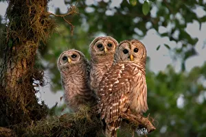 USA, Florida, Viera Wetlands. Three barred owls in tree USA, Florida, Viera Wetlands. Three barred owls in tree