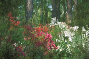 USA, Georgia, Azalea reflection in pond. Credit as: Nancy Rotenberg / Jaynes Gallery USA, Georgia, Azalea reflection in pond. Credit as: Nancy Rotenberg / Jaynes Gallery