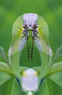 USA, Georgia. Dragonfly montage. Credit as: Nancy Rotenberg / Jaynes Gallery / DanitaDelimont USA, Georgia. Dragonfly montage. Credit as: Nancy Rotenberg / Jaynes Gallery / DanitaDelimont