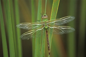 USA, Georgia. Green darner dragonfly on reeds USA, Georgia. Green darner dragonfly on reeds