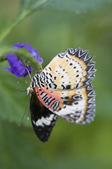 USA, Georgia, Pine Mountain. Lacewing butterfly USA, Georgia, Pine Mountain. Lacewing butterfly