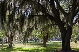 USA, Georgia, St. Simons Island, Fort Frederica National Monument, live oak trees USA, Georgia, St. Simons Island, Fort Frederica National Monument, live oak trees