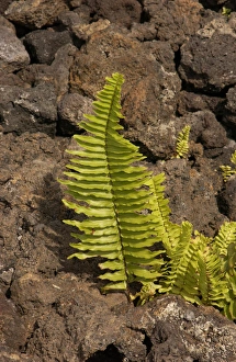 USA, Hawaii, Big Island, lava fields near Kona USA, Hawaii, Big Island, lava fields near Kona