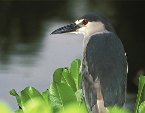 USA, Hawaii, Big Island, North Kona, Night Heron USA, Hawaii, Big Island, North Kona, Night Heron