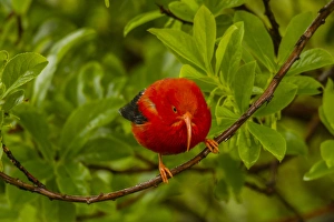 USA, Hawaii, Hakalau Forest National Wildlife Refuge. Close-up of iiwi bird on ohia tree limb USA, Hawaii, Hakalau Forest National Wildlife Refuge. Close-up of iiwi bird on ohia tree limb
