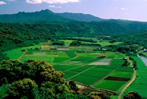 USA, Hawaii, Kauai. Agriculture in Hanalei Valley USA, Hawaii, Kauai. Agriculture in Hanalei Valley