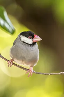 USA, Hawaii, Kona. Java sparrow close-up USA, Hawaii, Kona. Java sparrow close-up