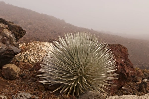USA, Hawaii, Maui, Haleakala National Park. Close-up of silversword plant. Credit as USA, Hawaii, Maui, Haleakala National Park. Close-up of silversword plant. Credit as