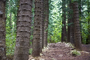 USA, Hawaii. The Nounou Mountain hiking trail is one of the most famous in Kauai USA, Hawaii. The Nounou Mountain hiking trail is one of the most famous in Kauai