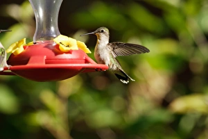 USA, Indiana, Chain of Lakes State Park, Nature Center, Ruby-throated hummingbird on feeder USA, Indiana, Chain of Lakes State Park, Nature Center, Ruby-throated hummingbird on feeder
