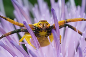 USA, Indiana, Fishers, River Road Park. Yellow crab spider on nodding thistle at high USA, Indiana, Fishers, River Road Park. Yellow crab spider on nodding thistle at high
