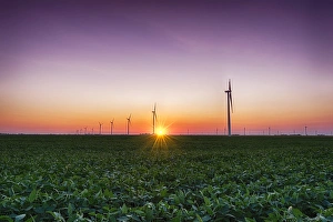 USA, Indiana. Soybean field and wind farm at sundown USA, Indiana. Soybean field and wind farm at sundown