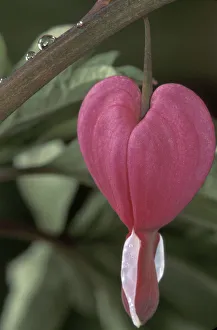 USA, Iowa. Common bleeding heart flower (Dicentra spectabilis) USA, Iowa. Common bleeding heart flower (Dicentra spectabilis)