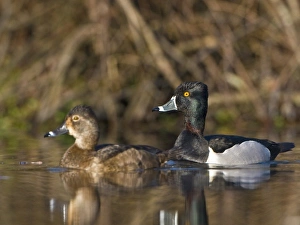 USA, Lake Washington, Seattle, Washington. Male and female Ring-necked Ducks on lake near USA, Lake Washington, Seattle, Washington. Male and female Ring-necked Ducks on lake near