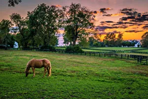USA, Lexington, Kentucky. Lone horse at sunset, Darby Dan Farm USA, Lexington, Kentucky. Lone horse at sunset, Darby Dan Farm