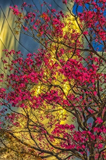USA, Los Angeles, CA., The Disney Center in spring USA, Los Angeles, CA., The Disney Center in spring