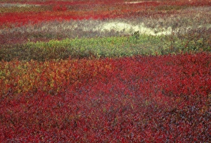 USA, Maine. Blueberry fields in autumn. Credit as: Nancy Rotenberg / Jaynes Gallery USA, Maine. Blueberry fields in autumn. Credit as: Nancy Rotenberg / Jaynes Gallery