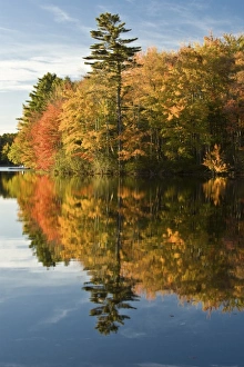 USA, Maine. Fall colors on the Megunticook River USA, Maine. Fall colors on the Megunticook River