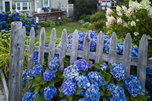USA, Massachusetts, Rockport, Long Beach, hydrangea flowers USA, Massachusetts, Rockport, Long Beach, hydrangea flowers