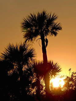 USA, Merrit Island National Wildlife Refuge, cabbage palms at sunset USA, Merrit Island National Wildlife Refuge, cabbage palms at sunset