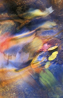 USA, Michigan. Autumn leaves in stream. Credit as: Nancy Rotenberg / Jaynes Gallery USA, Michigan. Autumn leaves in stream. Credit as: Nancy Rotenberg / Jaynes Gallery
