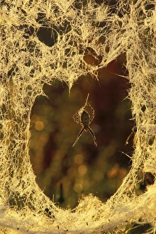 USA, Michigan, Black-and-yellow argiope spider spinning a new web. Credit as: Mark USA, Michigan, Black-and-yellow argiope spider spinning a new web. Credit as: Mark
