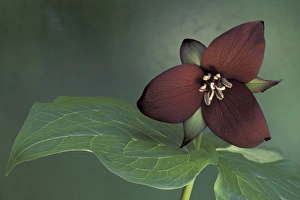 USA, Michigan, Port Huron Purple trillium (Trillium erectum) USA, Michigan, Port Huron Purple trillium (Trillium erectum)