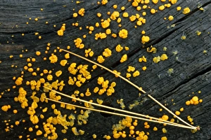 USA, Michigan. White pine needle cluster and yellow jelly fungus on fallen log. Credit as USA, Michigan. White pine needle cluster and yellow jelly fungus on fallen log. Credit as