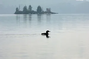USA, Minnesota, Common Loon, Ely, Burntside Lake USA, Minnesota, Common Loon, Ely, Burntside Lake