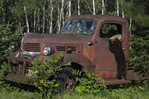 USA, Minnesota, Sandstone, Bear Cub and Old Truck USA, Minnesota, Sandstone, Bear Cub and Old Truck
