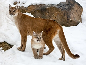 USA, Minnesota, Sandstone, Cougars, Mother and Young USA, Minnesota, Sandstone, Cougars, Mother and Young
