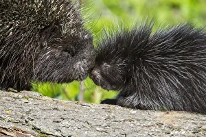 USA, Minnesota, Sandstone, Porcupine Mother and Baby USA, Minnesota, Sandstone, Porcupine Mother and Baby