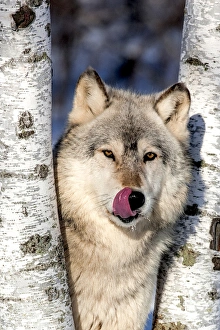 USA, Minnesota, Sandstone, Wolf in Birch Trees USA, Minnesota, Sandstone, Wolf in Birch Trees