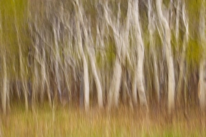 USA, Montana. Aspen forest abstract. Credit as: Don Paulson / Jaynes Gallery / DanitaDelimont USA, Montana. Aspen forest abstract. Credit as: Don Paulson / Jaynes Gallery / DanitaDelimont