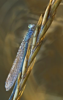 USA, Montana. Damsel fly on stalk in early morning light USA, Montana. Damsel fly on stalk in early morning light