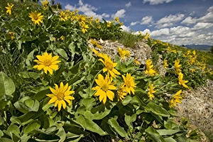 USA, Montana, Northern Mules Ears (Wyethia amplexicaulis) on hillside, June USA, Montana, Northern Mules Ears (Wyethia amplexicaulis) on hillside, June