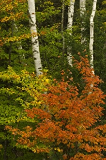 USA, New Hampshire, Harts Location, White Mountain National Forest, birch trees with USA, New Hampshire, Harts Location, White Mountain National Forest, birch trees with