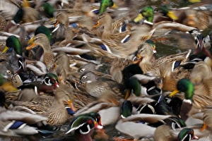 USA, New Mexico, Albuquerque, Rio Grande Zoo. Waterfowl blur USA, New Mexico, Albuquerque, Rio Grande Zoo. Waterfowl blur