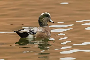 USA, New Mexico. American widgeon duck in water USA, New Mexico. American widgeon duck in water
