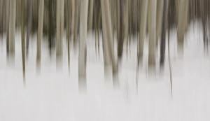 USA, New Mexico. Artistic Blur of Aspen Trees in Snow USA, New Mexico. Artistic Blur of Aspen Trees in Snow