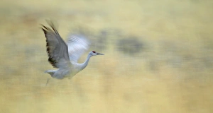 USA, New Mexico, Bosque del Apache National Wildlife Reserve USA, New Mexico, Bosque del Apache National Wildlife Reserve