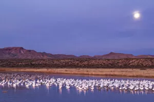 Images Dated 18th December 2013: USA, New Mexico, Bosque del Apache National Wildlife Refuge. Moonset over snow geese