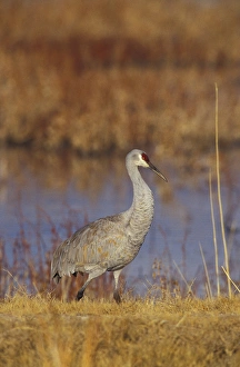 USA, New Mexico, Bosque del Apache NWR Sandhill crane (Grus canadensis) along USA, New Mexico, Bosque del Apache NWR Sandhill crane (Grus canadensis) along