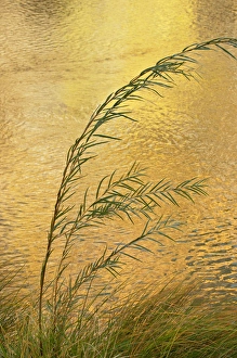 USA, New Mexico. Grass and sky reflections in the Chama River USA, New Mexico. Grass and sky reflections in the Chama River