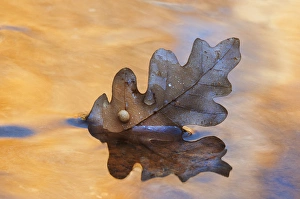 USA, New Mexico. Oak leaf in stream at Ghost Ranch USA, New Mexico. Oak leaf in stream at Ghost Ranch