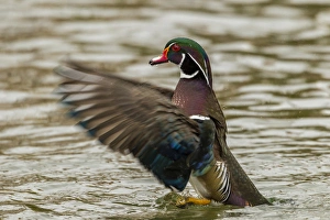 USA, New Mexico. Wood duck taking off in water USA, New Mexico. Wood duck taking off in water