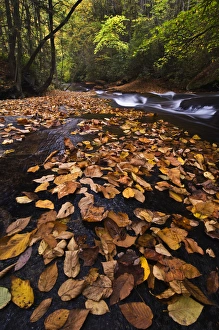 USA, New York, Adirondack Mountains. Leaves and stream in forest USA, New York, Adirondack Mountains. Leaves and stream in forest